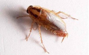 Skuteczne metody walki z prusakami – jak szybko się rozmnażają i jak je wyeliminować?