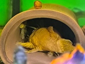 Stwórz idealne schronienie: jak zbudować grotę dla glonojada