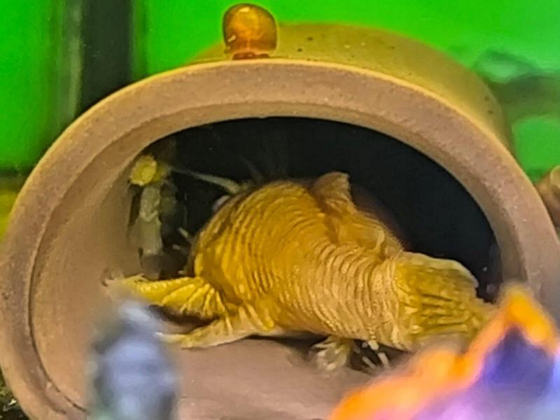 Stwórz idealne schronienie: jak zbudować grotę dla glonojada