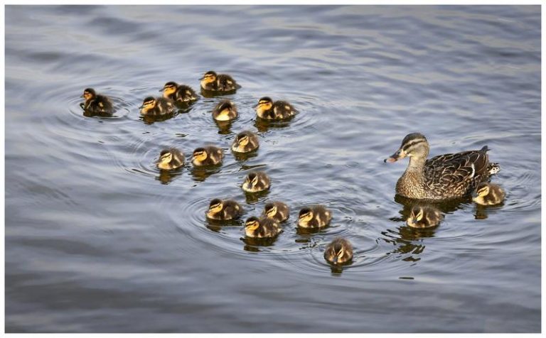Tajemnice rozmnażania: odkryj, jak organizmy rozmnażają się płciowo i bezpłciowo