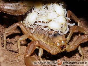 Tajemnice rozmnażania skorupiaków: Odkryj ich niezwykłe metody rozmnażania