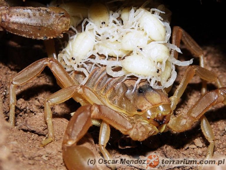 Tajemnice rozmnażania skorupiaków: Odkryj ich niezwykłe metody rozmnażania