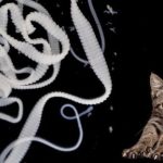 Tasiemiec a Twoje zdrowie: co powinieneś wiedzieć o jego diecie i zagrożeniach?