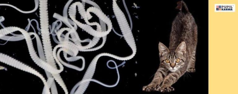 Tasiemiec a Twoje zdrowie: co powinieneś wiedzieć o jego diecie i zagrożeniach?