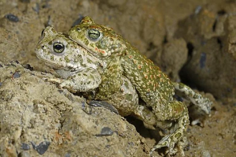 Zaskakujące etapy życia ropuch: jak rozmnażają się te niezwykłe stworzenia?