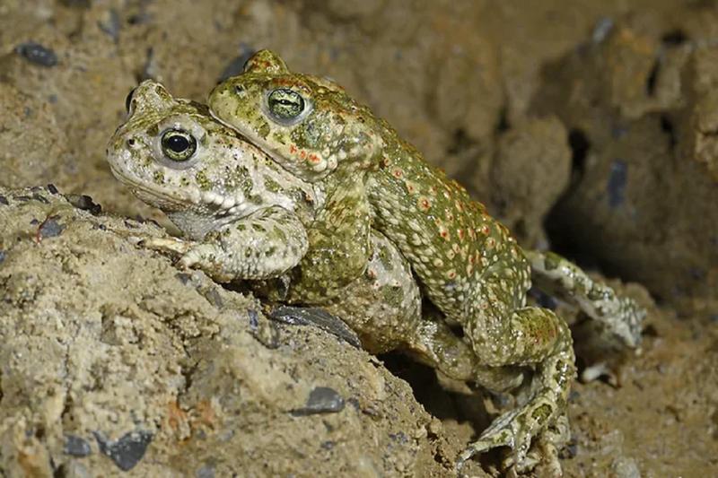 Zaskakujące etapy życia ropuch: jak rozmnażają się te niezwykłe stworzenia?