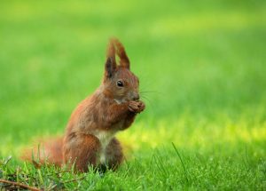 Zaskakujące tajemnice diety wiewiórek – czym naprawdę się żywią?