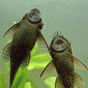 Zdrowie glonojada w akwarium – jak o nie dbać i co powinieneś wiedzieć?