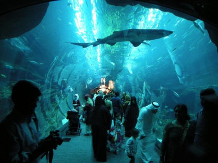 Atrakcje oceanarium