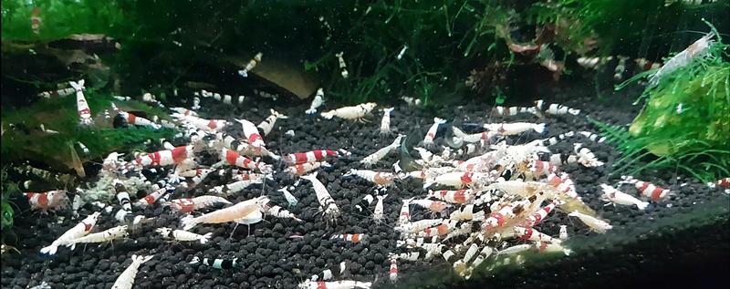 Bezpieczne ryby do krewetkarium