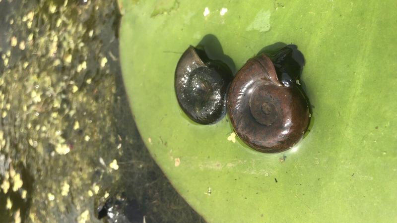 Biologia zapłodnienia ślimaków wodnych