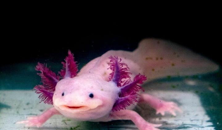 Błędy w karmieniu aksolotla