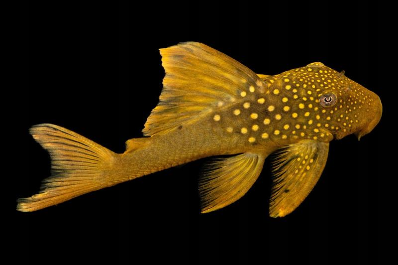 Choroby glonojadów i objawy