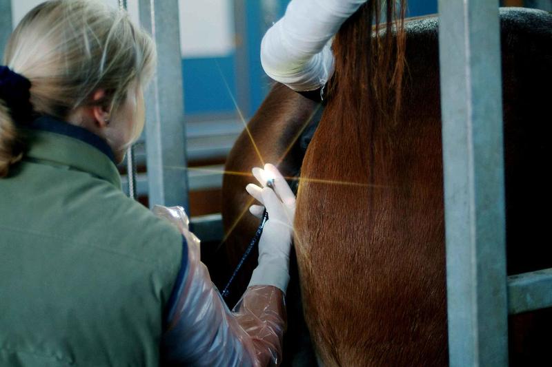 Cykl reprodukcyjny koni