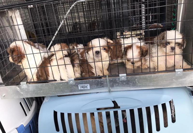 Cykl reprodukcyjny psów