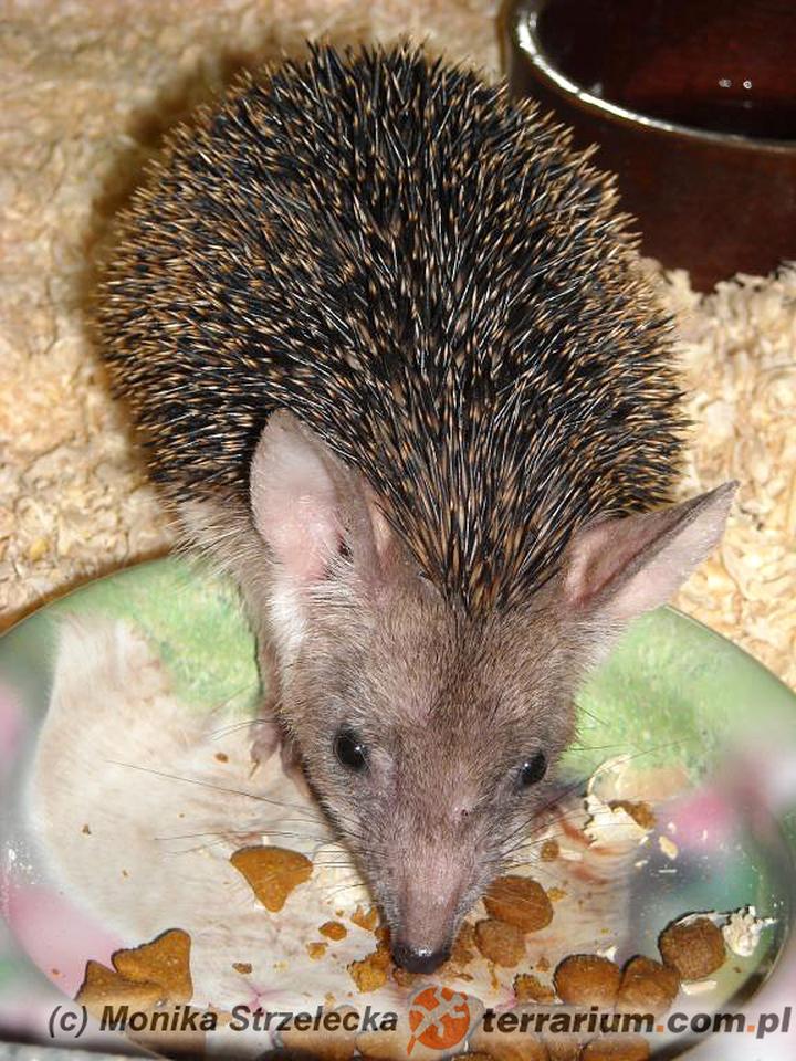 Cykl rozrodczy jeży