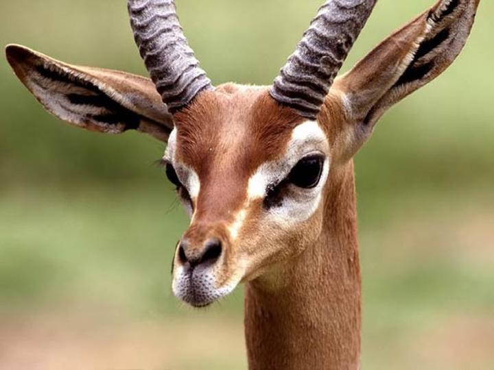 Dieta antylop co jedzą