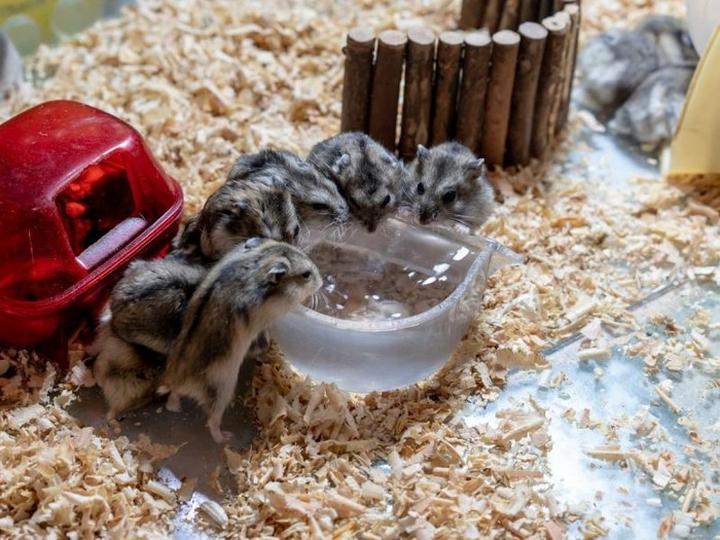 Dieta chomika Campbella i cukrzyca