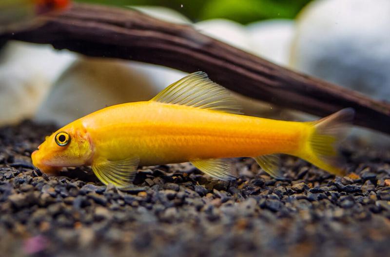 Dieta glonojada syjamskiego