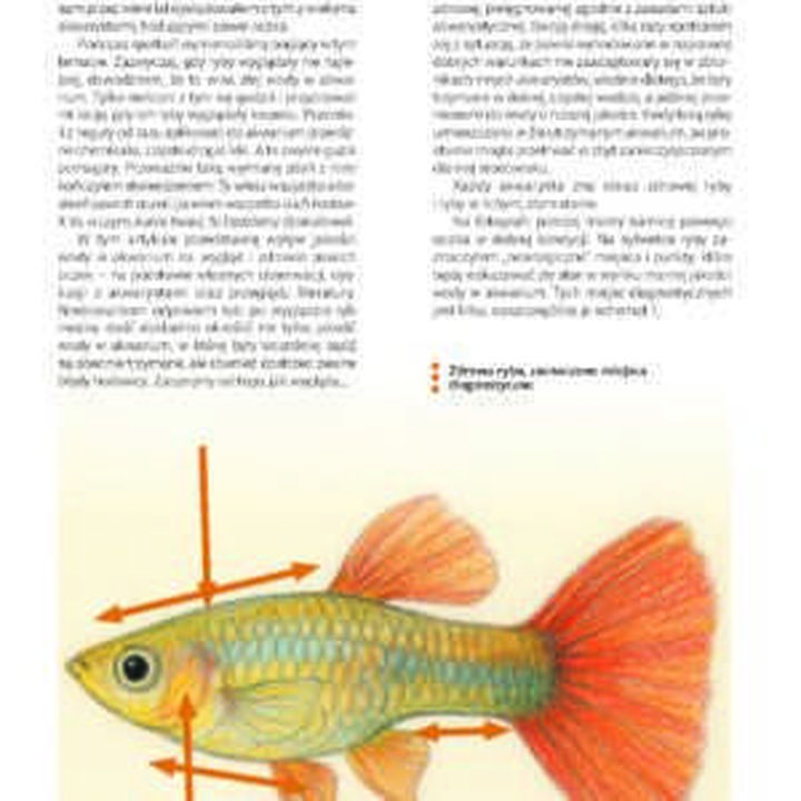 Dieta i żywienie gupików