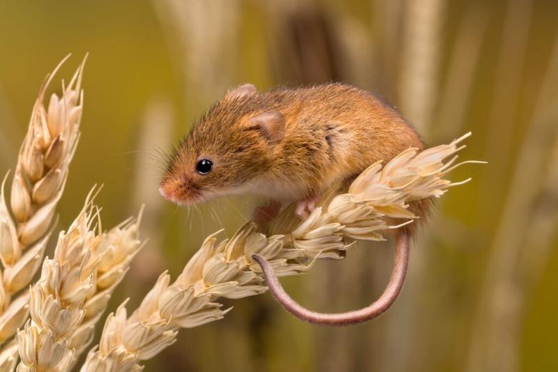 Dieta myszy polnej
