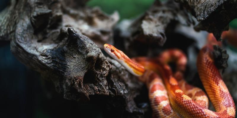 Dieta węża zbożowego