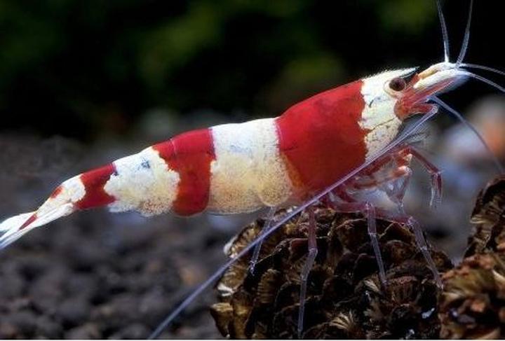 Dieta wspierająca reprodukcję krewetek