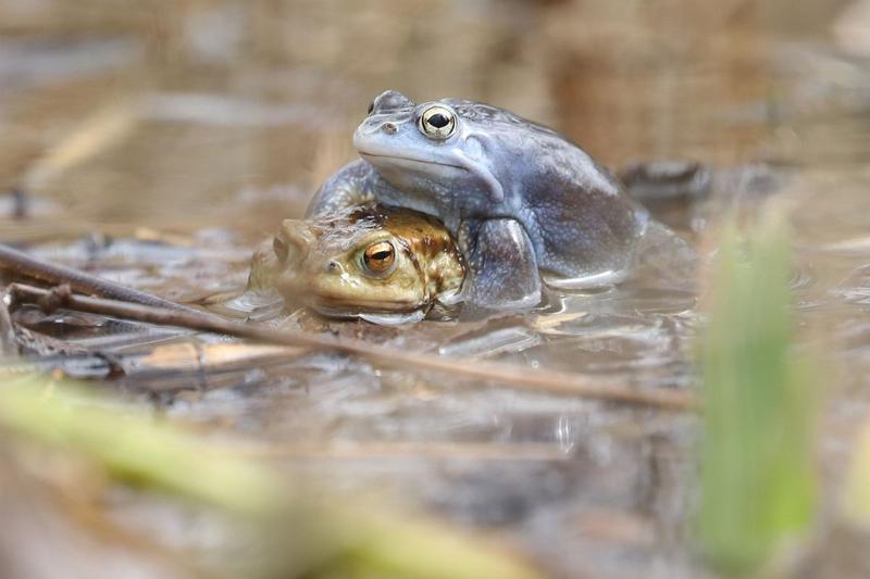Dieta żab w naturze