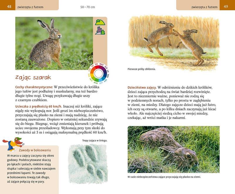 Dieta zajęcy w ogrodzie