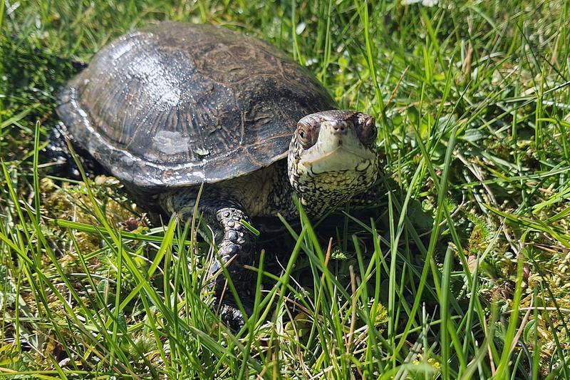Dieta żółwia błotnego