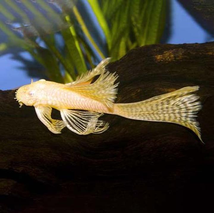 Długowieczność glonojadów w akwarium