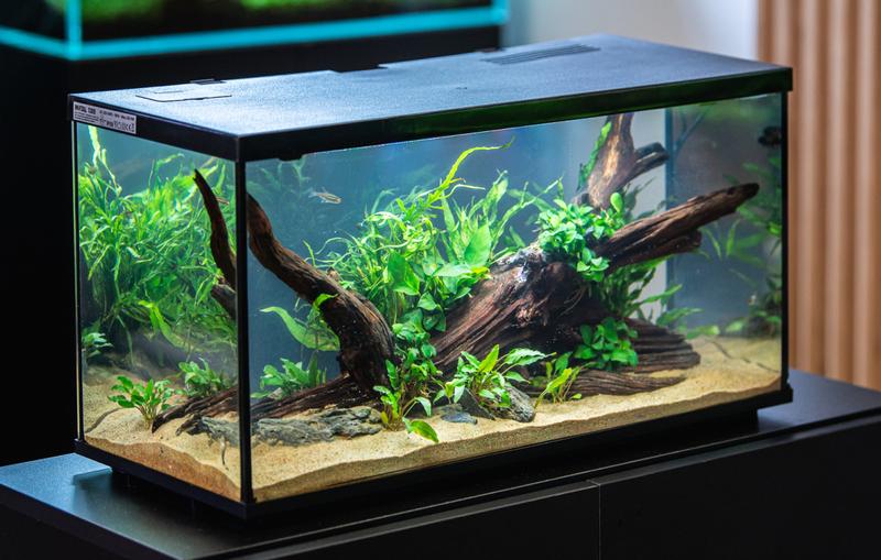 Dobór wielkości akwarium