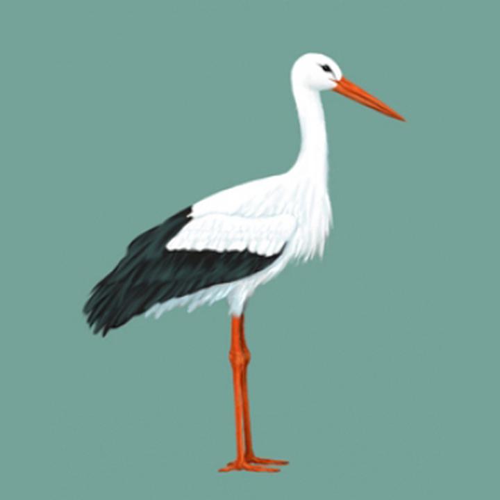 Ekologiczny wpływ diety bociana