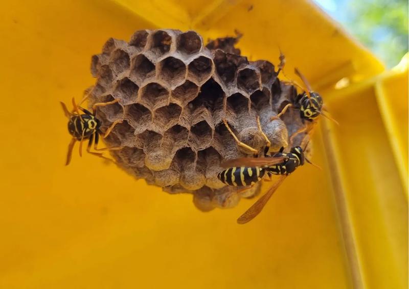 Etapy rozwoju od jajka do dorosłej osy