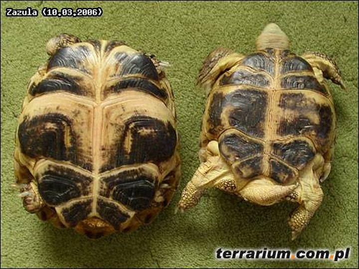 Ewolucyjne przystosowania żółwi