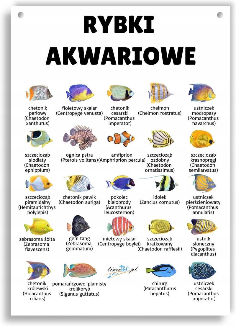 Gdzie kupić rybki akwariowe