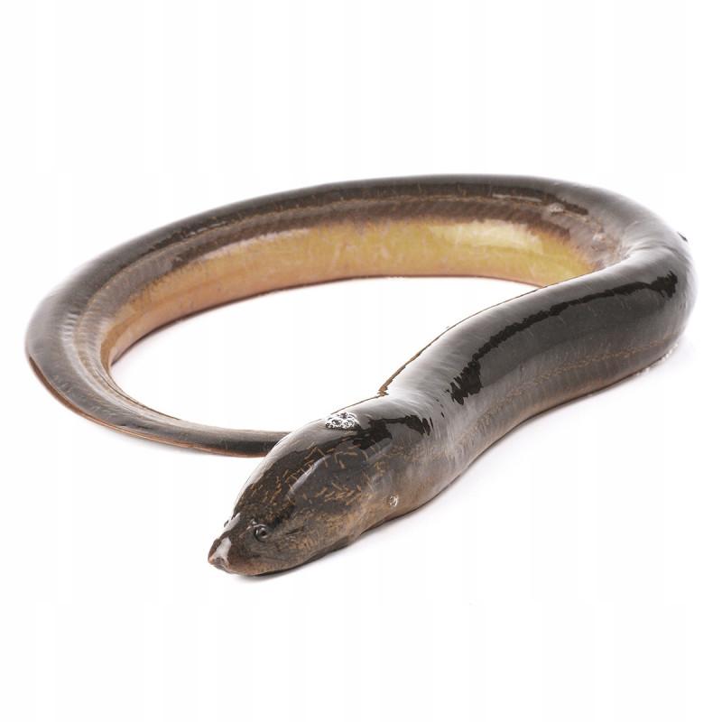 Gdzie szukać węgorzy