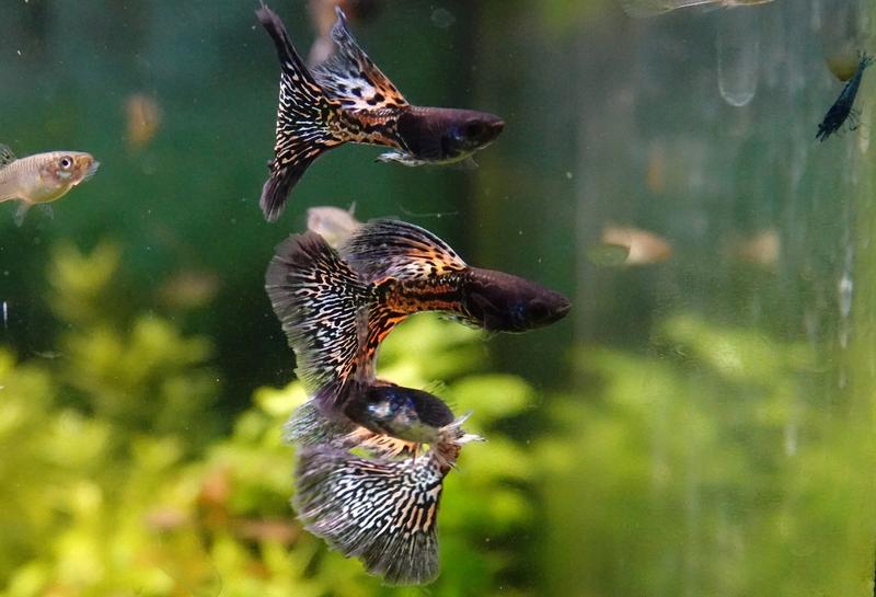 Gupiki w akwarystyce