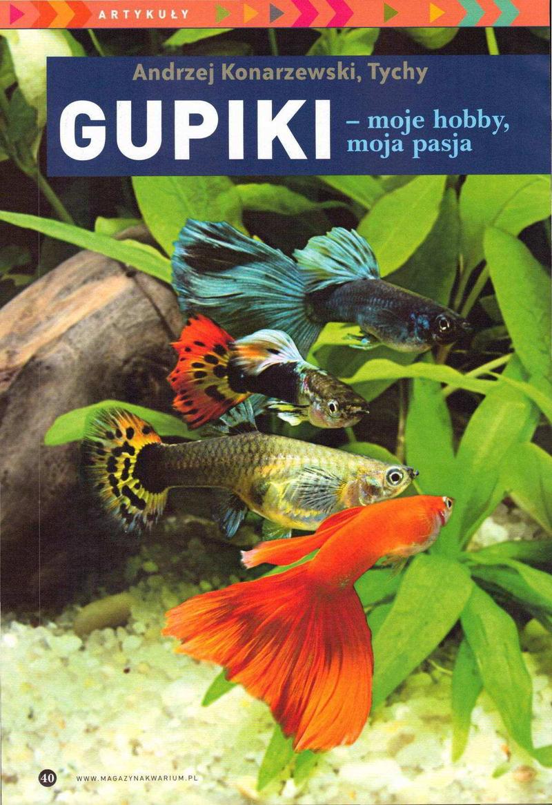 Gupiki w kolorach tęczy i odmiany