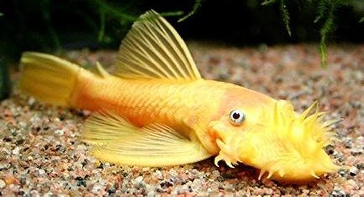 Hodowla glonojadów w akwarium