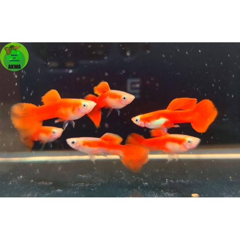 Hodowla gupików dla intensywnych kolorów