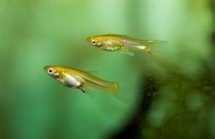 Hodowla gupików w akwarium