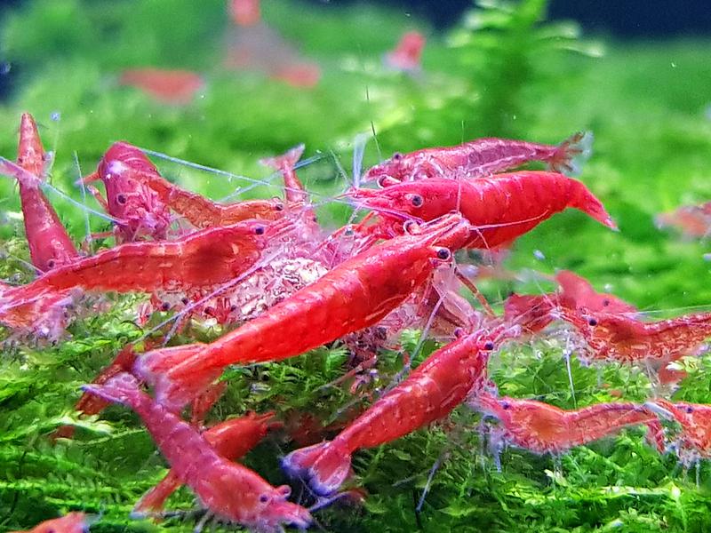 Idealne warunki dla krewetek red cherry