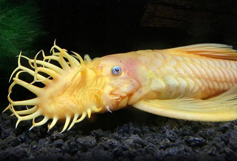 Jak długo żyje glonojad zbrojnik