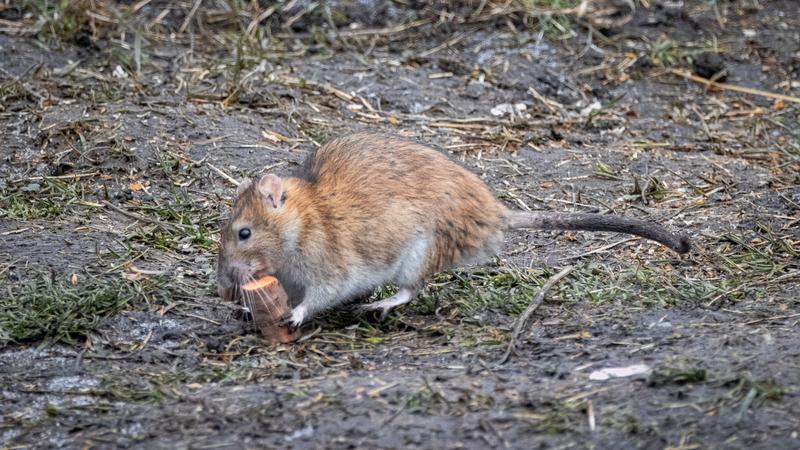 Karczownik w ekosystemie