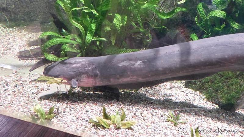 Metody łowienia węgorzy