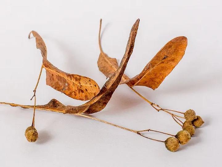 Metody rozmnażania drzew