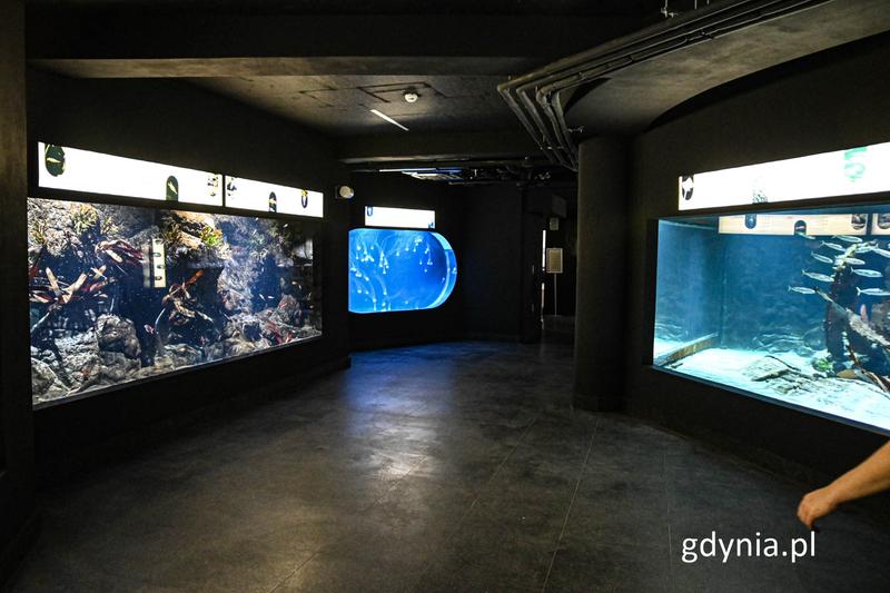 Morskie stworzenia edukacja