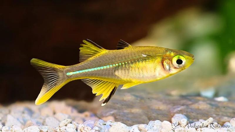 Najlepsze sklepy zoologiczne z rybkami