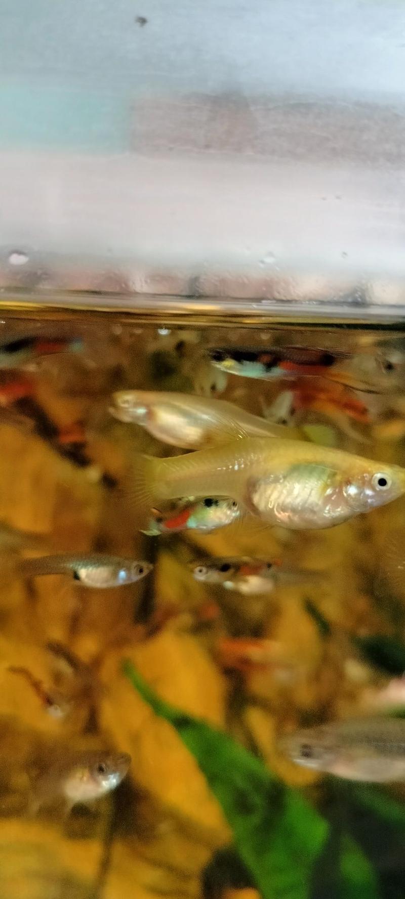 Najlepsze źródła białka dla gupików